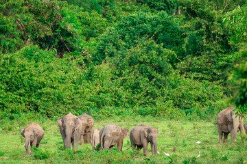 Group of Wild Elephants in a Lush Forest