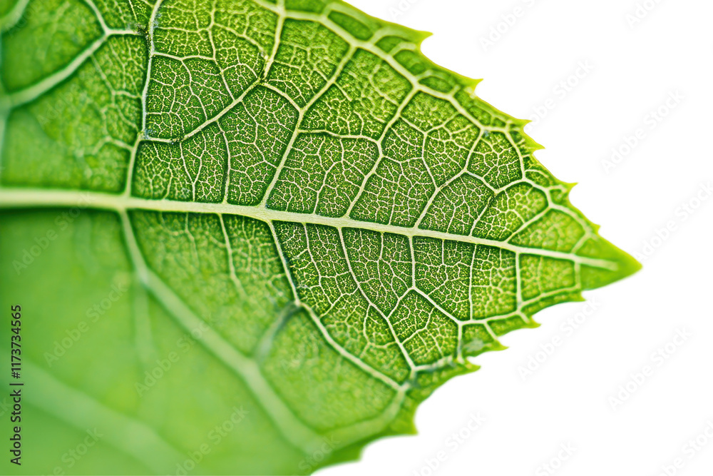 Poster close-up view of a green leaf highlighting intricate vein patterns on a transparent background, show