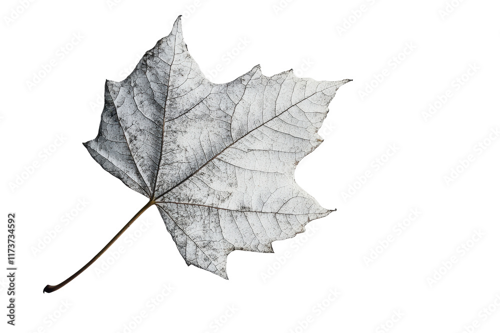 Poster close-up view of a green leaf highlighting intricate vein patterns on a transparent background, show