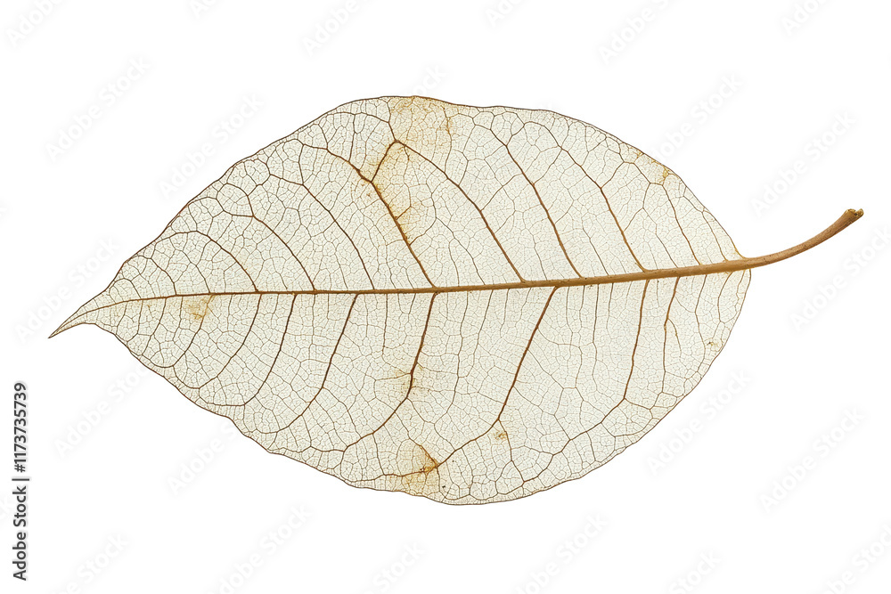Poster delicate transparent leaf showcasing intricate vein patterns on a white background, ideal for nature