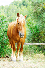 Fototapeta premium Palomino horse standing in paddock during springtime