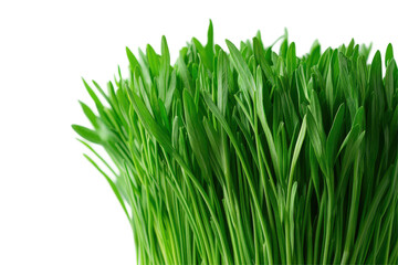 Obraz premium Fresh green lettuce isolated on a white background, perfect for salads and healthy dishes in culinary presentations and recipes