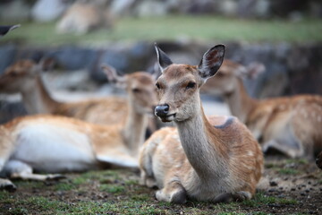 Fototapeta premium 奈良公園の鹿