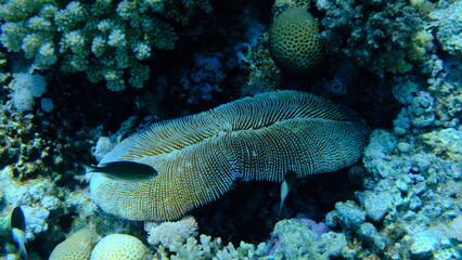 Rough feather coral (Ctenactis echinata) undersea, Red Sea, Egypt, Sharm El Sheikh, Montazah Bay