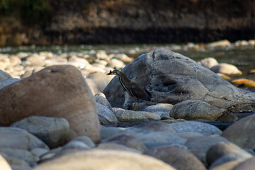 Little egret on the rocks by the river. Shallow depth of field.