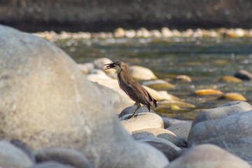 Little egret on the rocks by the river. Shallow depth of field.