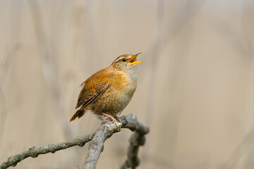 Close up of a Winter Wren, Troglodytes troglodytes, standing on an ash branch and singing loud to impress a female against blurred gray brown background