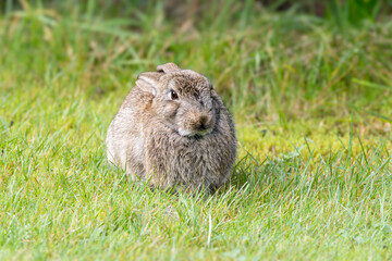 Close up of Wild rabbit, Oryctolagus cuniculus, lying quietly in the grass with legs under body and...