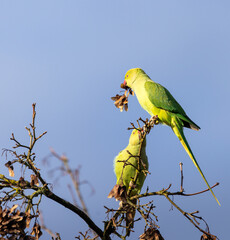 Two ring-necked parakeets eating seeds from a tree