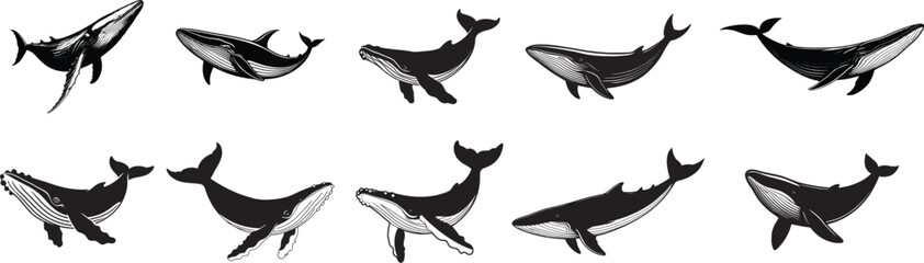 Collection of various Whale silhouette flat Vector illustration.