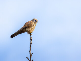 Sparrowhawk sitting on a tree with blue and white background