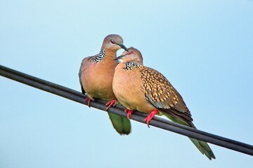 The spotted dove or eastern spotted doves (Spilopelia chinensis). Valentine concept.