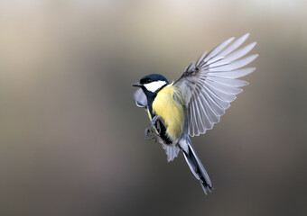 Great tit flying in the air with open wings