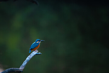 Perched Beauty: Common Kingfisher at Keoladeo National Park