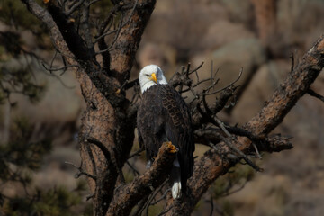 Bald Eagles at Eleven Mile Canyon