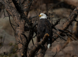 Bald Eagles at Eleven Mile Canyon