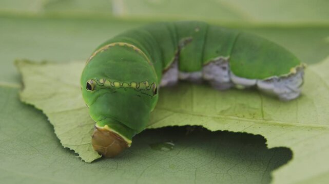 Macro close up of green caterpillar on a leaf eating and resting
