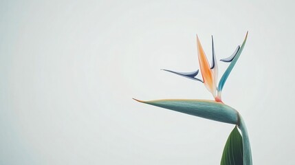 Elegant Bird of Paradise Flower Minimalist Botanical Image