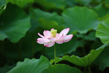 Fototapeta premium 蓮の花 