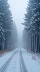winter road in the forest