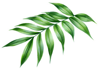 Tropical green leaves branch isolated botanical watercolor painting for floral, creative floral nature designs project