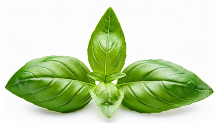 Fototapeta premium seasoning herb fresh leaves basil isolated on background