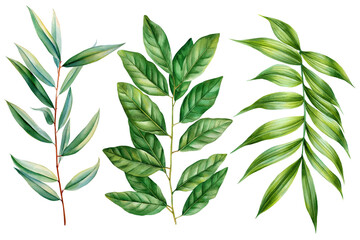 Green tropical leaves, branches watercolor painting isolated on botanical nature illustration decorative design projects