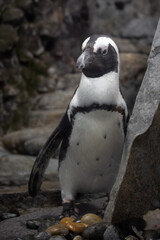 Naklejka premium ELEGANTE PINGUINO POSANDO JUNTO A LAS ROCAS