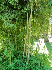 Fototapeta premium VAINAS DE BAMBU CRECIDO EN EL PARQUE