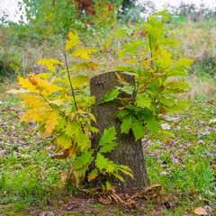 Autumn etude in park, sprouts with leaves on the stump