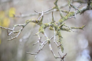 Lichen-Covered Tree Branch in a Forest Setting