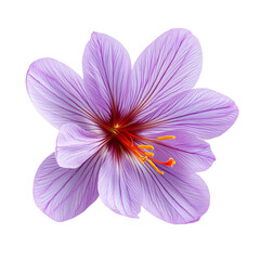 Fototapeta premium saffron flower isolated front view white background