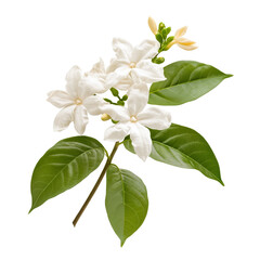 Sampaguita plant isolated on white background