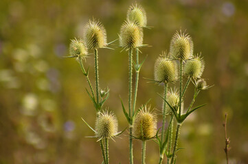 Closeup of green wild teasel seeds with blurred background