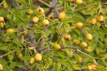 Closeup of yellow rose hip seeds with selective focus on foreground