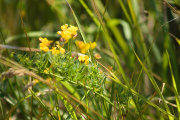 Closeup of common bird's foot trefoil flowers with selective focus on foreground