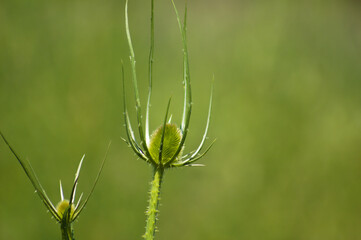 Closeup of green wild teasel bud with green blurred background