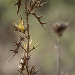 A Dry Thorny Thistle