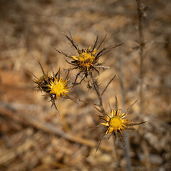 Dry Thorny Flowers of Carline Thistle