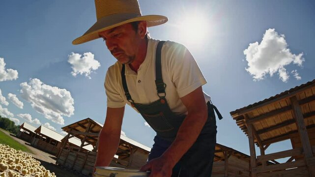 Happy Farmer Feeding Chickens Daily
