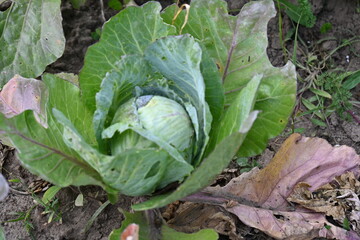 green cabbage in the garden,