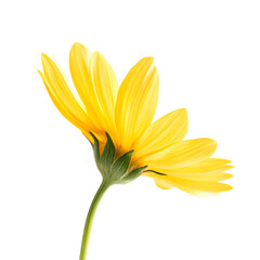 Golden Petal: A single, vibrant yellow flower, its petals gracefully unfurling, basking in natural light, evoking a sense of delicate beauty and natural elegance.