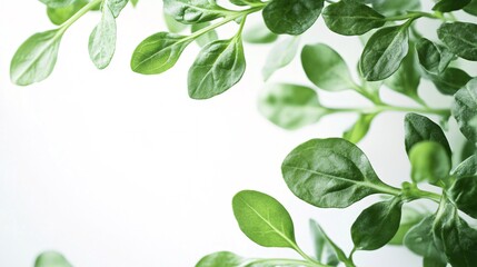Obraz premium Lush green leaves create a fresh, vibrant atmosphere, highlighting nature's beauty.