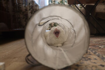 The cat sits in the game tunnel and yawns with its mouth wide open