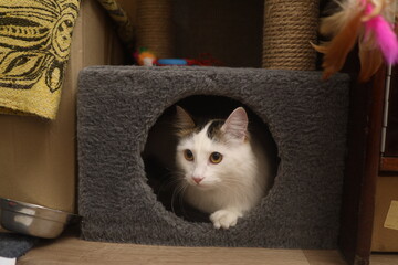 The cat peeks out of the round hole of the playhouse complex