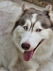 Husky Dog