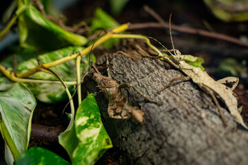 View of Malayan Wood Nymphs at the Toronto Zoo.