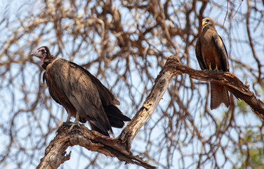 Wild birds, Hooded vulture and yellow-billed kite on a tree in an African national park