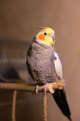 Cockatiel parrots.Funny parrots.Cockatiel pets.Bird with a crest.Cute animal.Funny bird.Cockatiel.Parrots are playing.
Caring for pets.Birds.Animals.Cute cockatiel.Home pet parrot.The best birds.