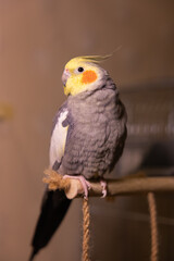 Cockatiel parrots.Funny parrots.Cockatiel pets.Bird with a crest.Cute animal.Funny bird.Cockatiel.Parrots are playing.
Caring for pets.Birds.Animals.Cute cockatiel.Home pet parrot.The best birds.
